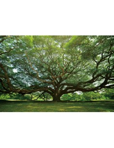 TABLEAU - ARBRE GIGANTESQUE 2